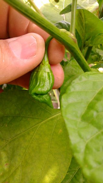 Trinidad Scorpion Moruga Yellow - 13.7.2016