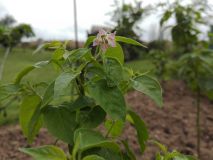 IMG_20160717_134138