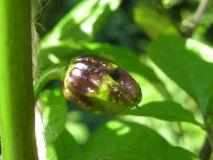 Habanero Chocolate