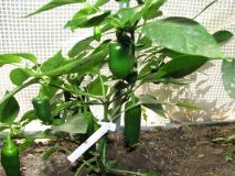 Jalapeno Maylon