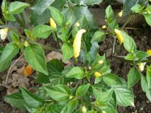 Aji omnicolor