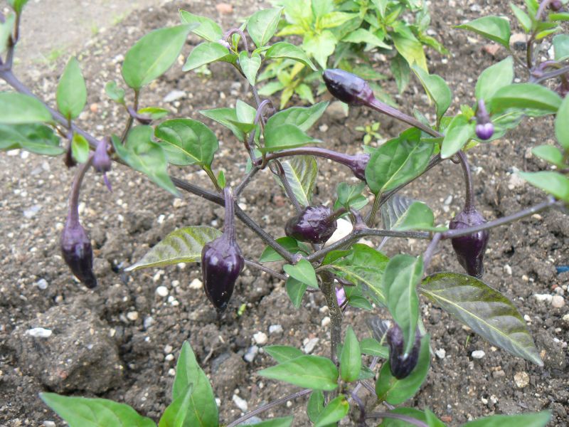 black sc.tongue