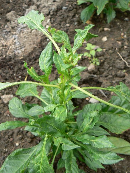 Devils tongue