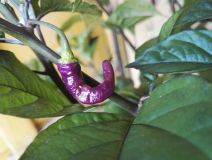 IMG_20160719_110617