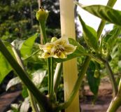 baccatum