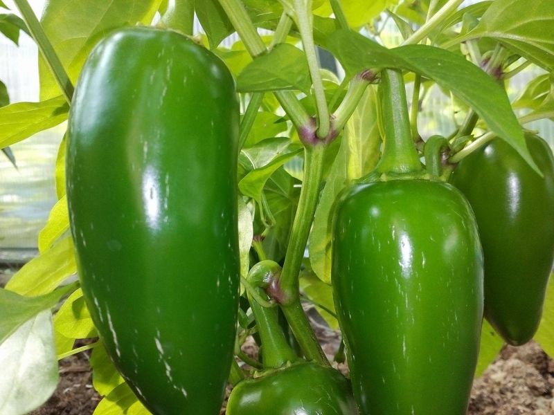 Jalapeno