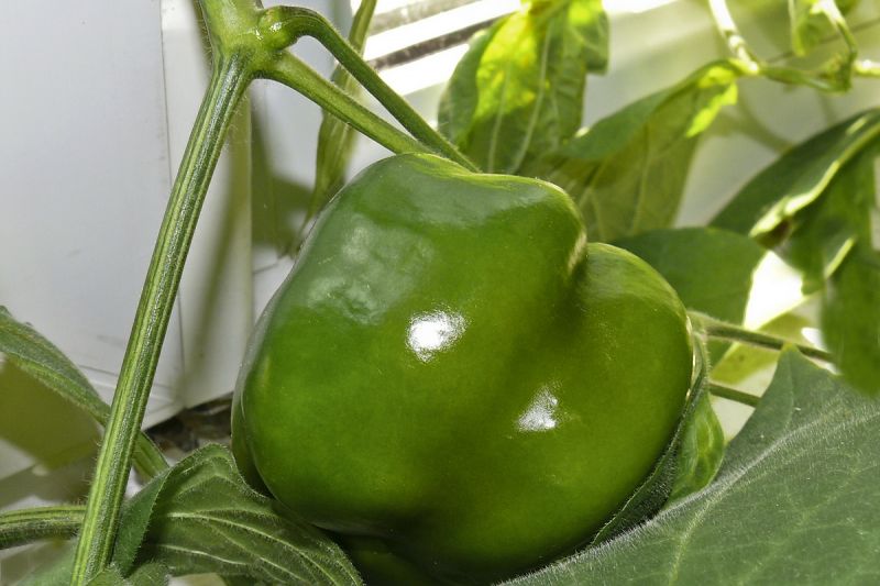 Rocoto Manzano