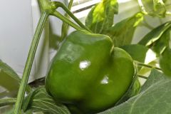 Rocoto Manzano