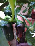 IMG_20160722_192620