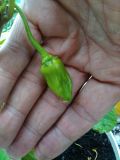 bhut jolokia yellow