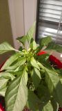 WP_20160725_16_46_57_Pro