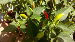 chilli 1
