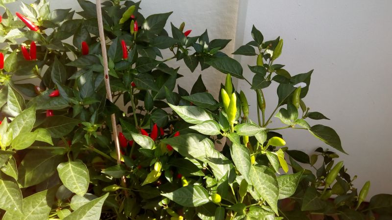 chilli 2