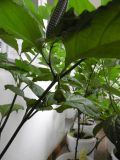 Carolina Reaper