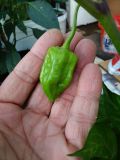 bhut jolokia yelow