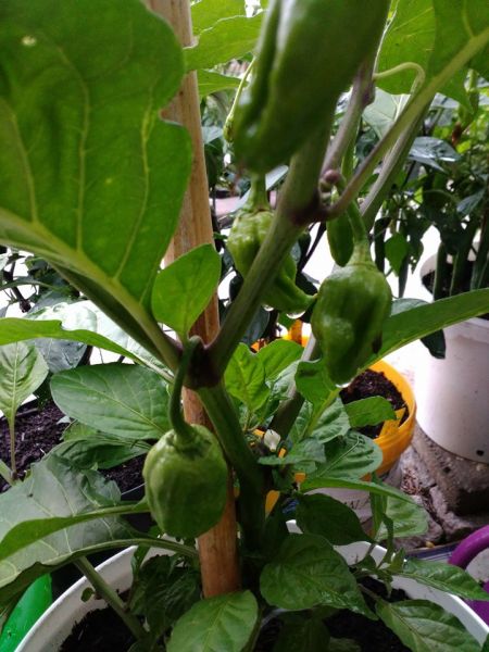 bhut jolo yellow