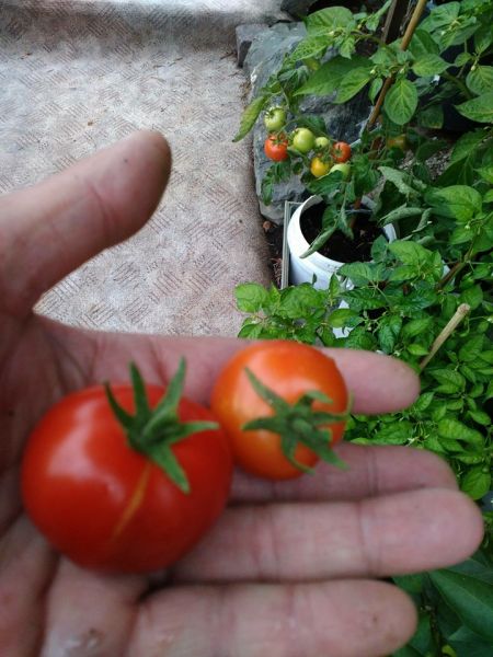 hornet tomaty
