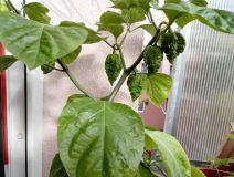 IMG_20160801_171146