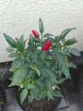 IMG_20160801_143122
