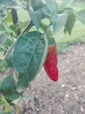 IMG_20160801_143323