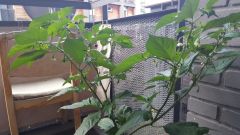 Dorset Naga