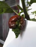 IMG_20160804_181608_3