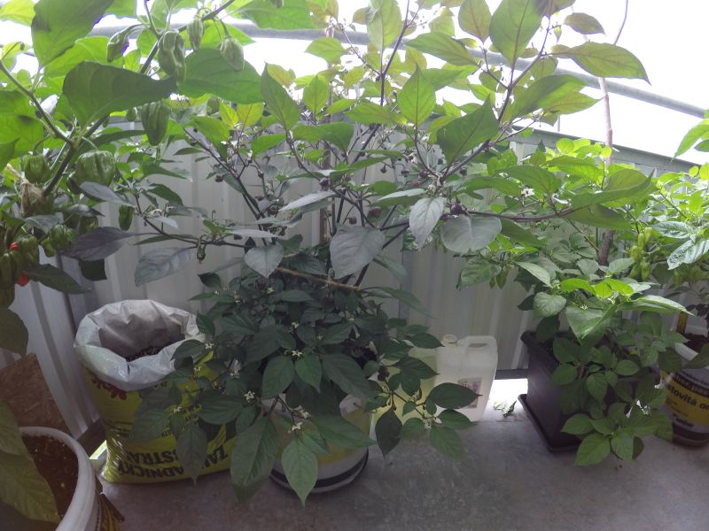 cheiro roxa