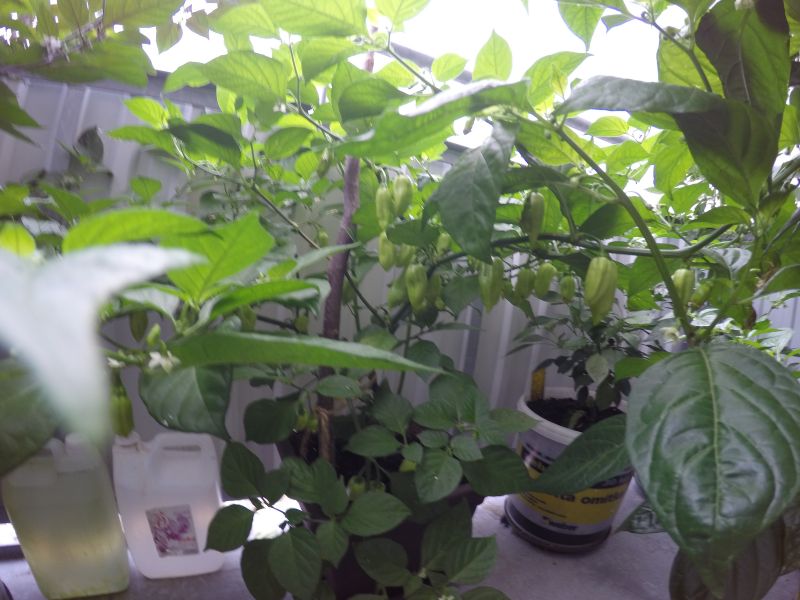 fatalli white