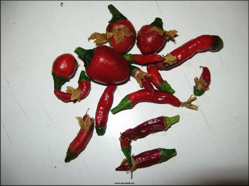 jalapeno&chilleDeArabol