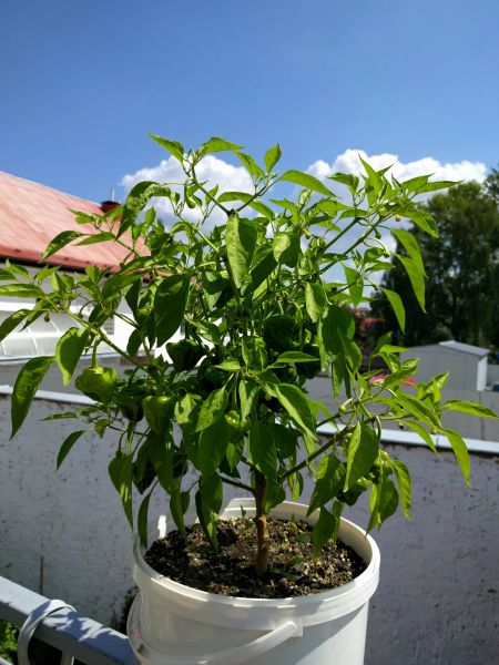 Jamaica květina_1