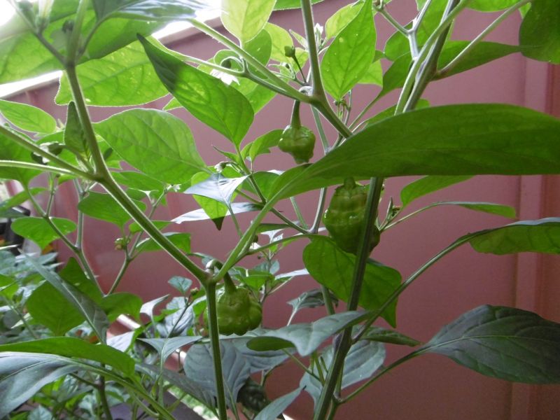 Squash Yamaica Yelow