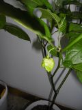 Carolina Reaper