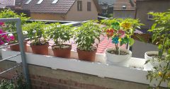 IMG_20160807_124745