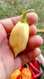 Fatalii white