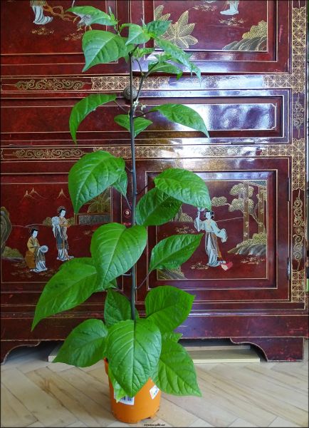 Scorpion_Moruga