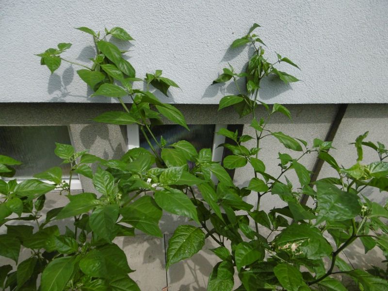 Carolina Reaper - před