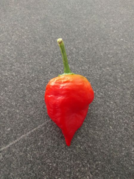 Hybrid_Haba_?