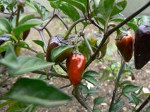 Black scorpion tongue