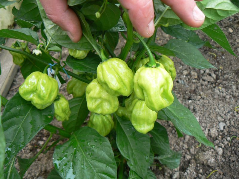 7pod peach