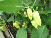 fatalii white