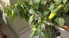 WP_20160822_16_54_39_Pro