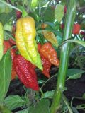 bhutlah (2)