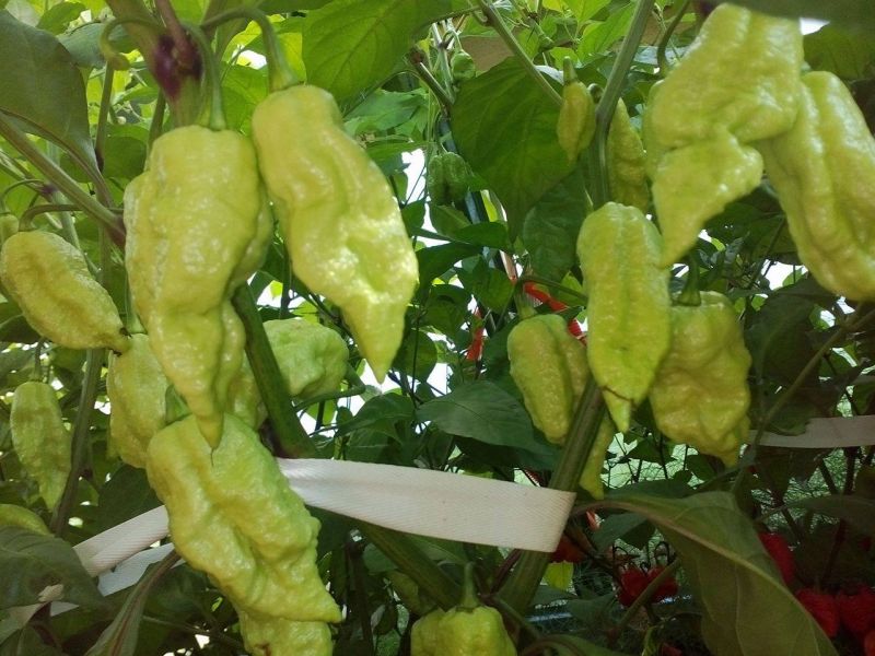 bhutlah