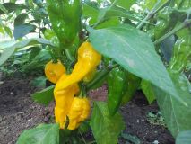 fatalii