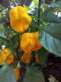 moruga yellow