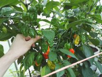 IMG_20160823_162309