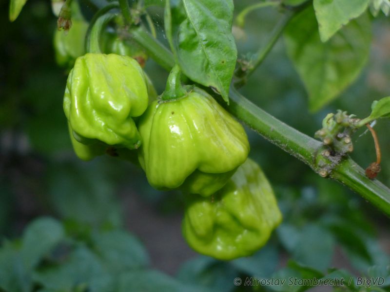 7pWhite2