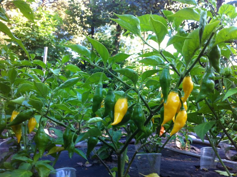 Habanero pointed yellow