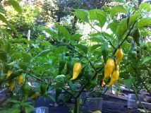 Habanero pointed yellow