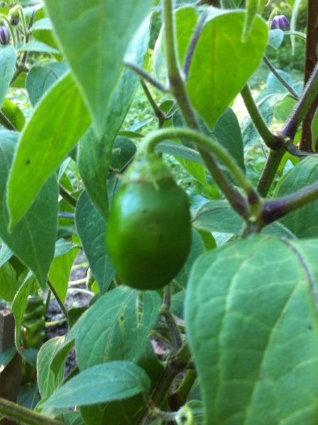 Rocoto guatemalan orange